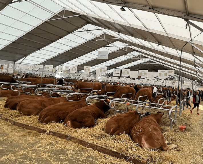 Photo de vaches marrons prise pendant le Sommet de l'Élevage.